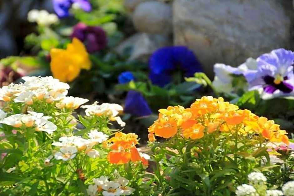 Hotel The Cherry Garden