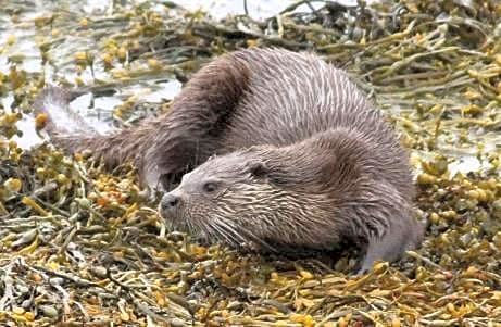 The Old Mill Shepherds Hut