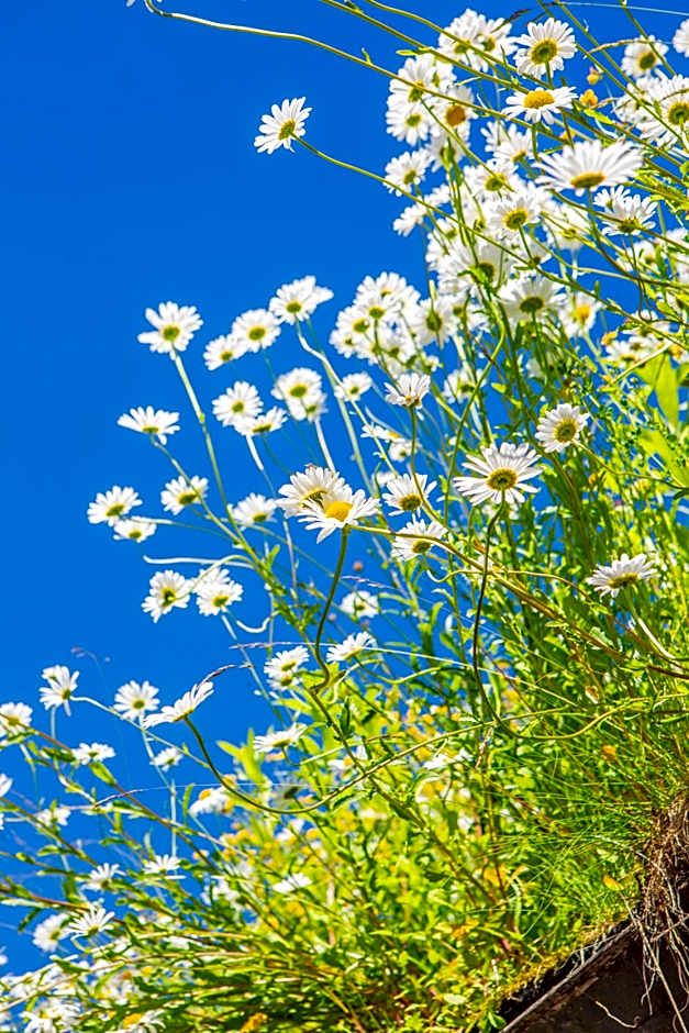 Ullensvang Gjesteheim