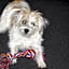 Kiwi Court Motel