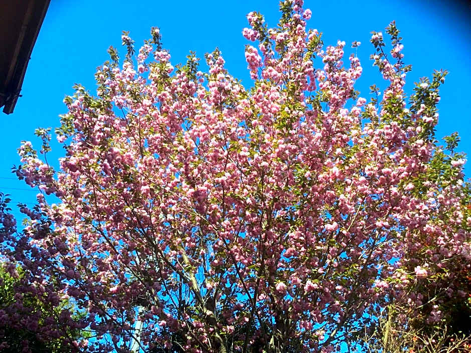 Morino Garden Mashiko