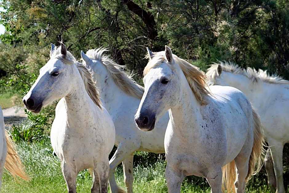 SOWELL Family Les Amandiers