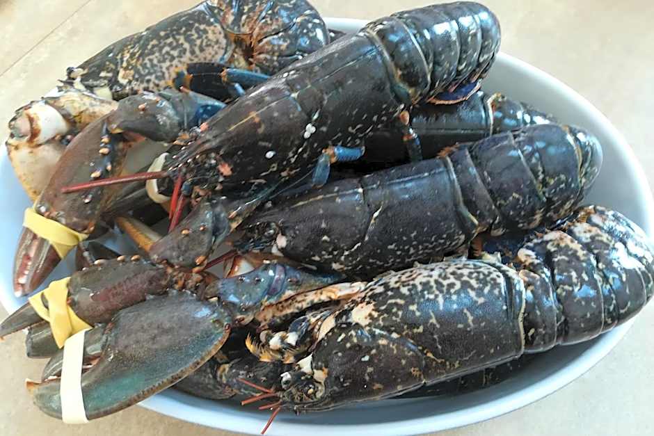 Kergroaz Maner Classé 5 épis Table d'Hôtes Manoir dans parc paysagé, spa en plein air Bornes véhicules électriques Petit déjeuner inclus