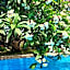 Villa Megna - Green Paradise B&B