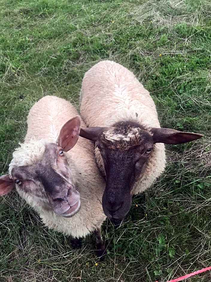 Olza Karczma i pokoje