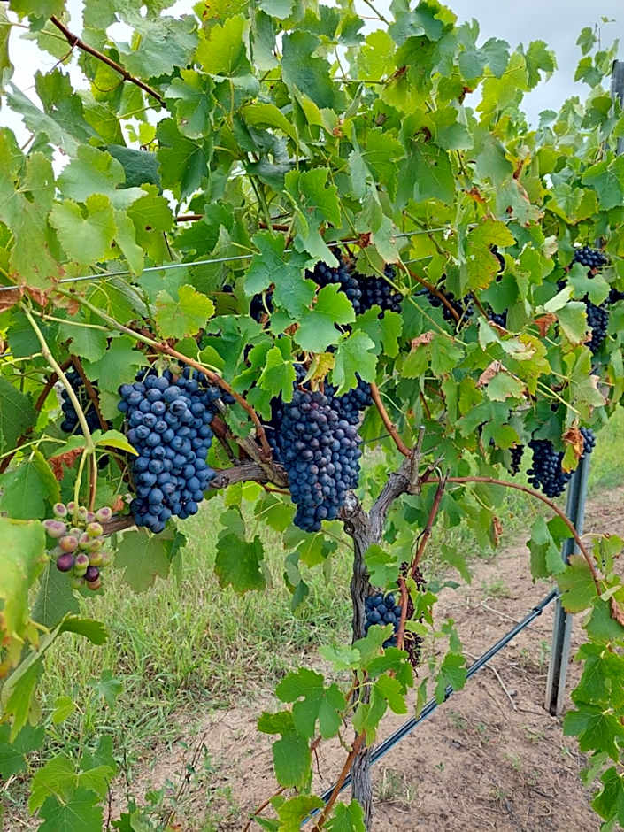 Leogate Estate Villas