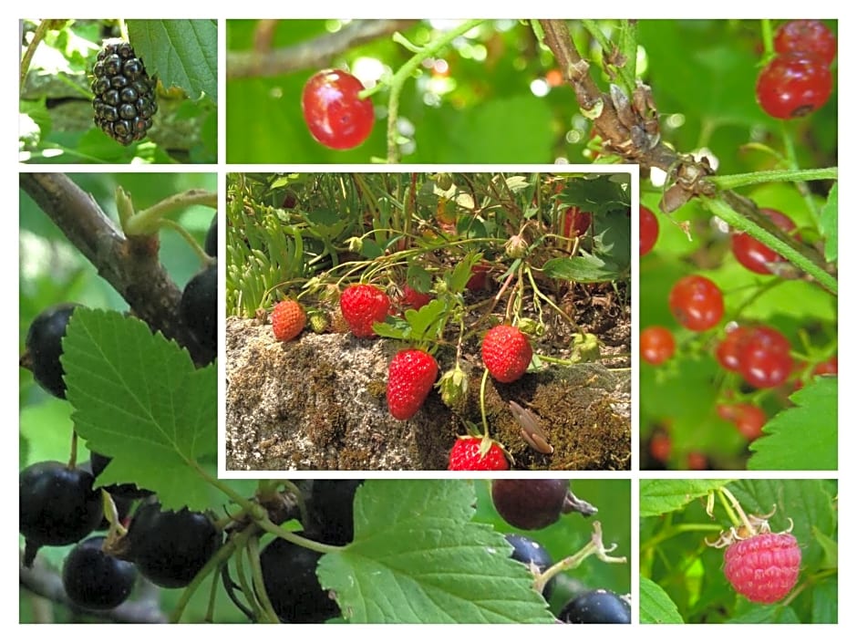 A L'Ombre du Tilleul