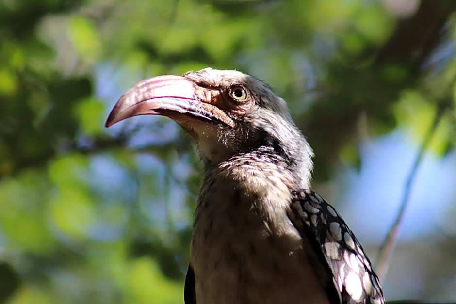 Zazu Private Bush Lodge, Formerly Masodini