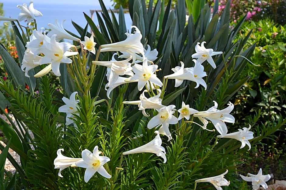 Aphrodite Beach Hotel