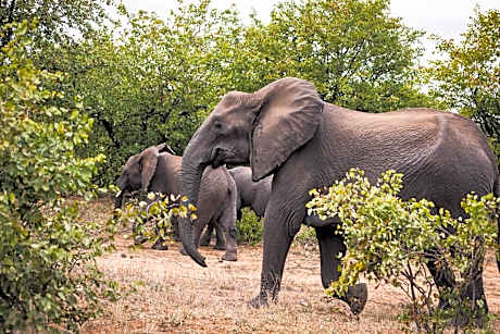 Oase by 7 Star Lodges - Greater Kruger Private 530ha Reserve