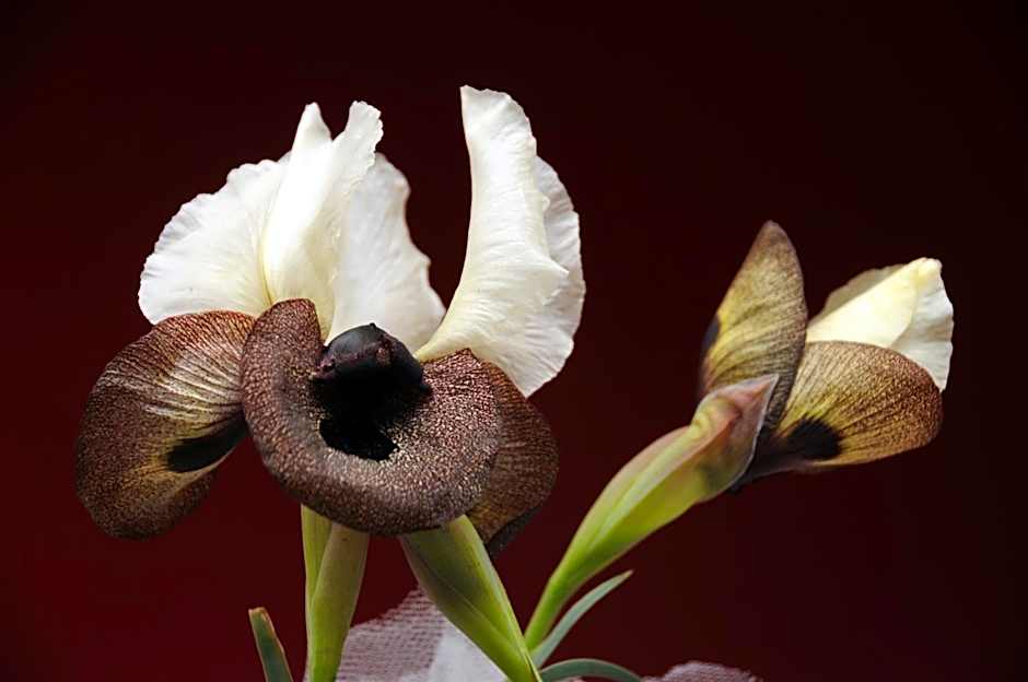 Tehran Boutique Hotel