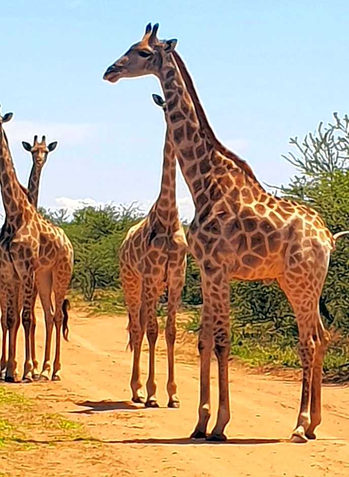 Ditholo Game Lodge Bela Bela