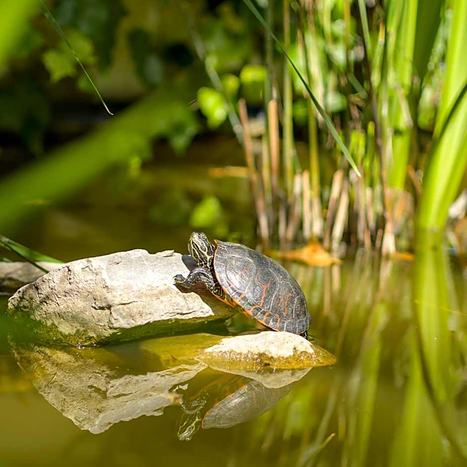 El Nido de Alaro - Turismo de Interior