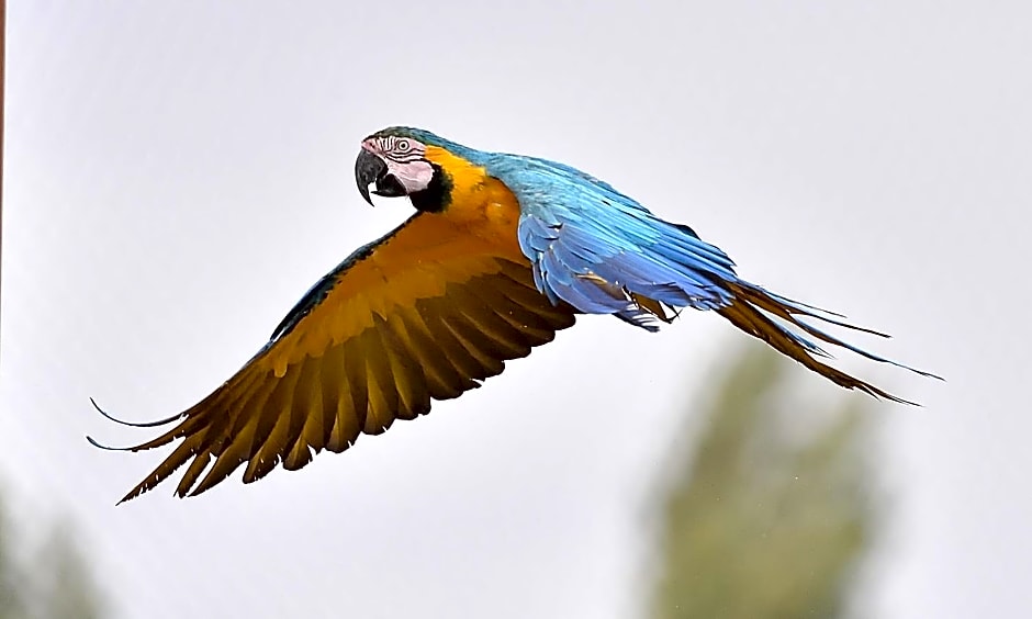 Parrot World - Les Lodges