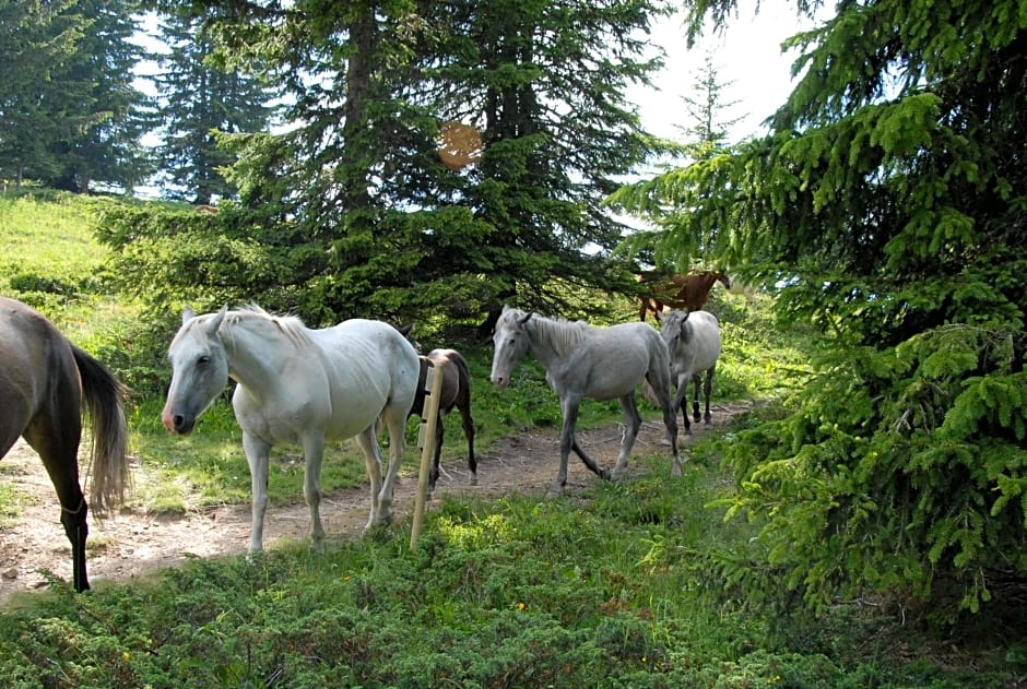 Hôtel Chalet Le Caribou