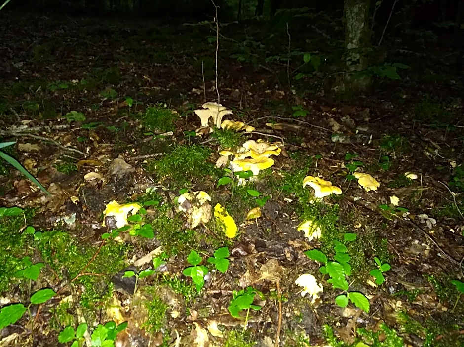 Lodge Hôtel de Sommedieue Verdun