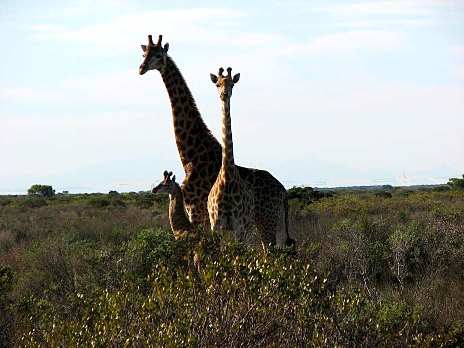 Thali Thali Game Lodge