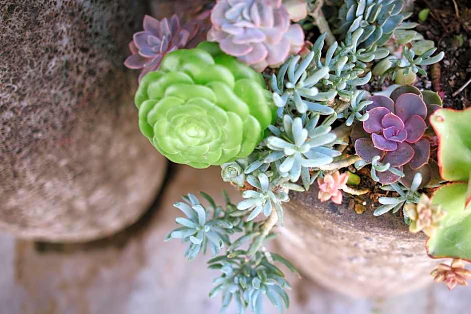 Alamo Inn and Suites - Convention Center