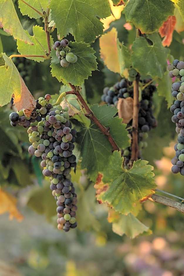 Tres Vides Hotel Boutique