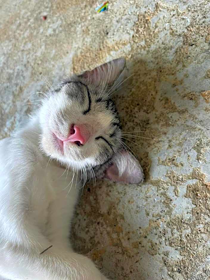 Farm House kohyaoyai