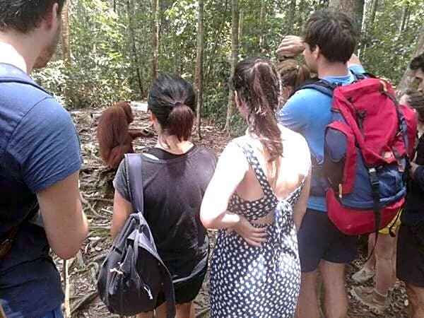 ORANGUTANTREKSUMATRA & LOVELY JUNGLE LODGE only book IF you are treking with us