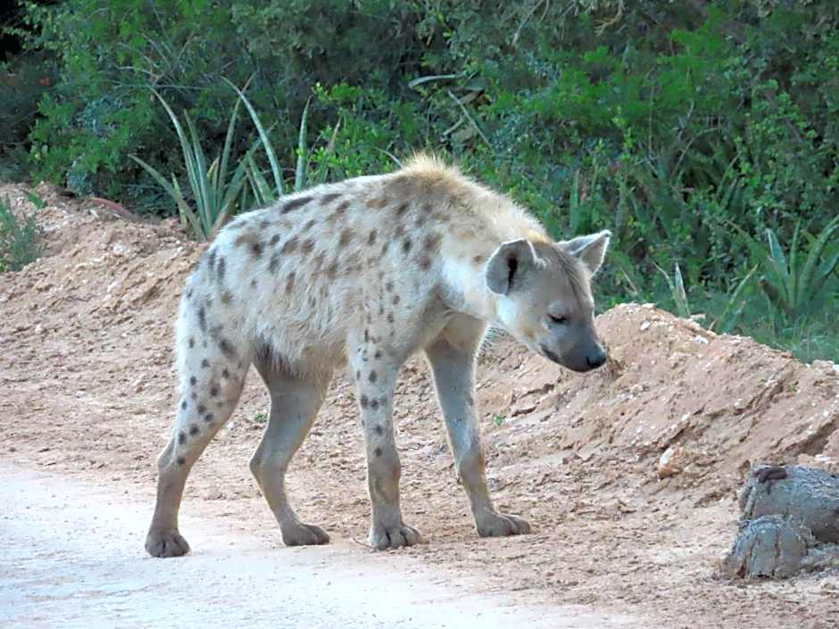 Dungbeetle River Lodge