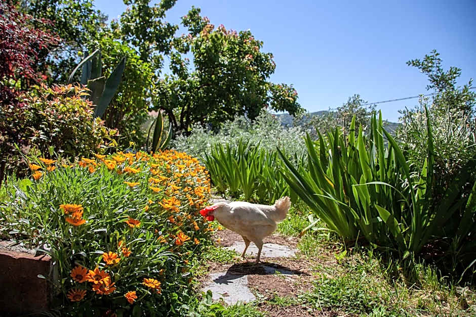 Pietrantica - Affittacamere con giardino NUOVA APERTURA a Trebiano -CITR