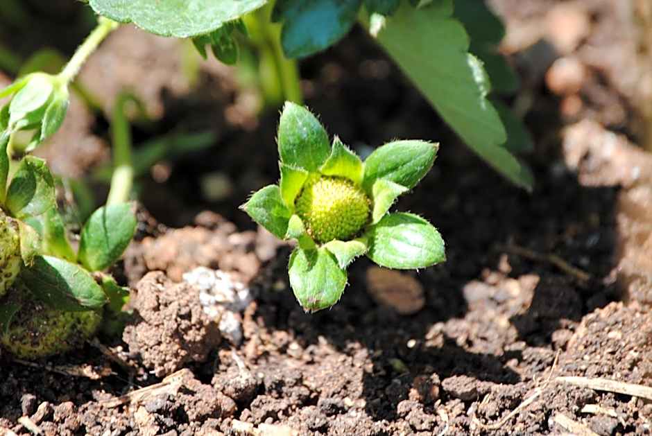 Elounda Solfez Villas