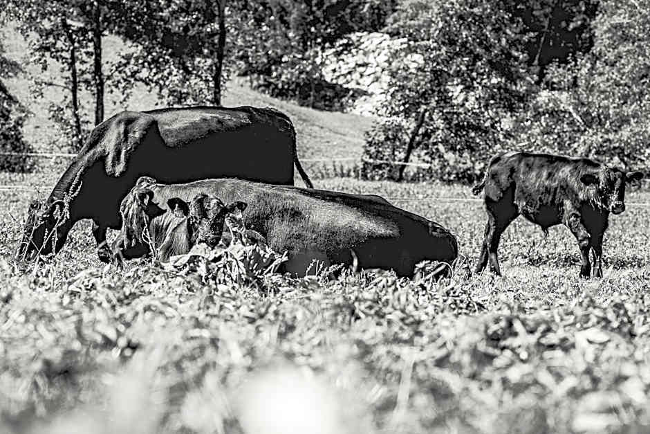 Gasthaus Häusling Alm