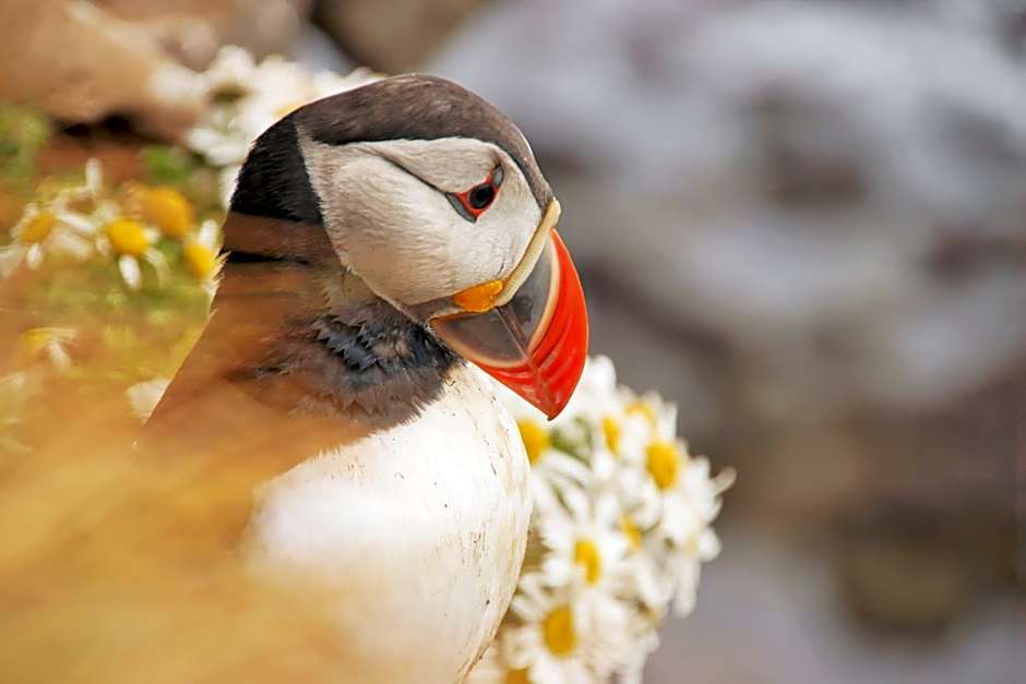 Hótel Fransiskus Stykkishólmi