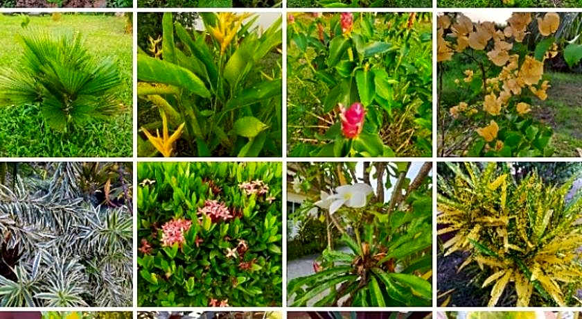 Orchidilla Residence