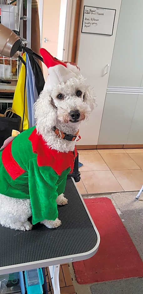 Rosemount B&B by the Sea St Clair