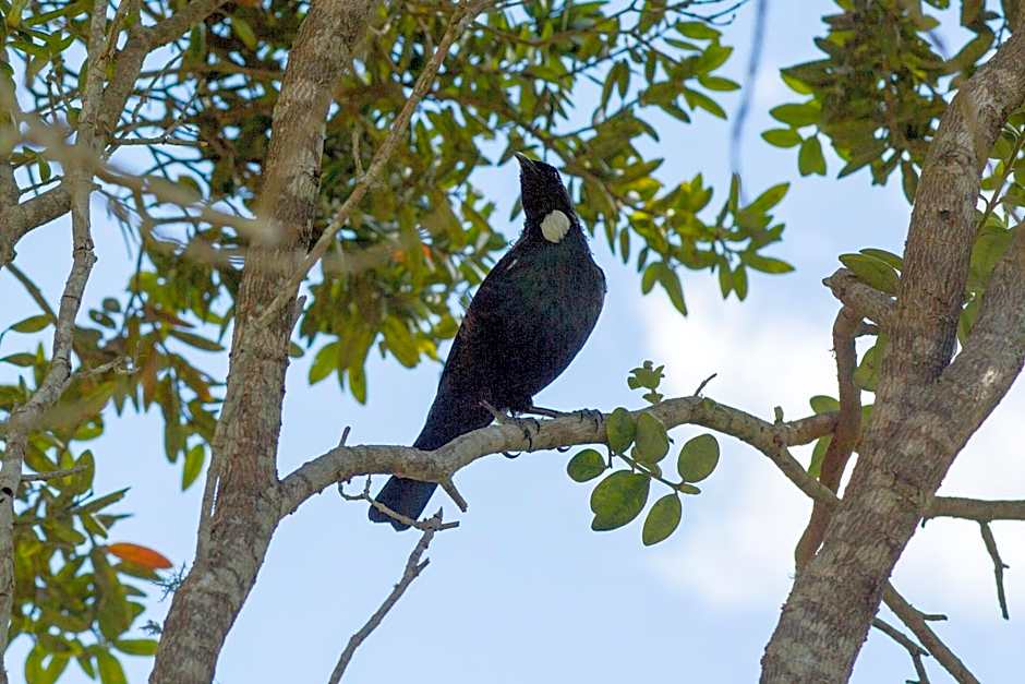 Tatahi Cove Back Packer