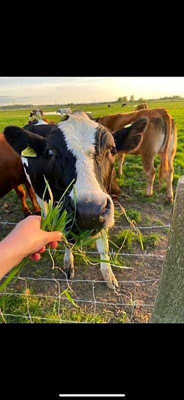 Whitstable Pearl - Alberta Holiday Park