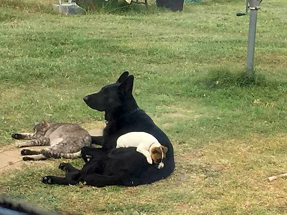 ALPINE COUNTRY MOTEL plus FREE COFFEE