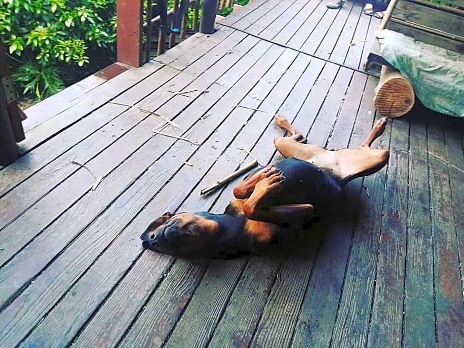 In The Green Backpackers