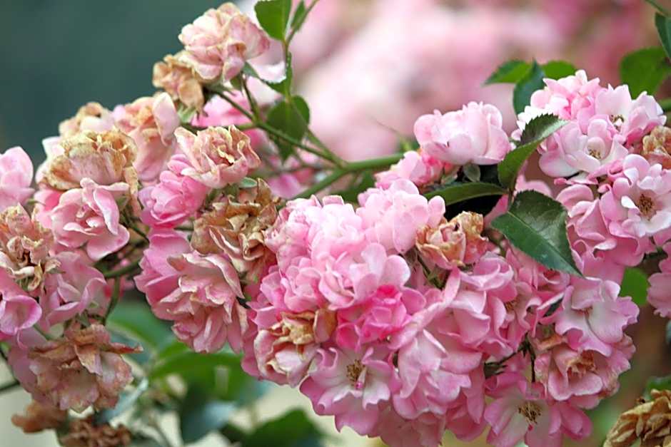 Eco-Resort Parco Botanico Fiorlago