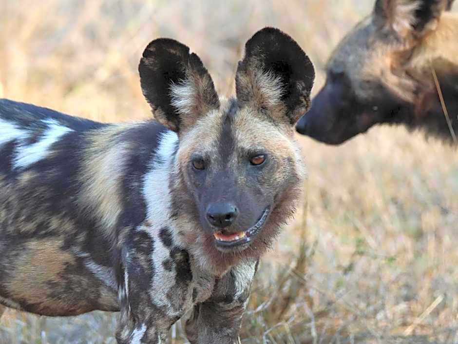 Zazu Private Bush Lodge