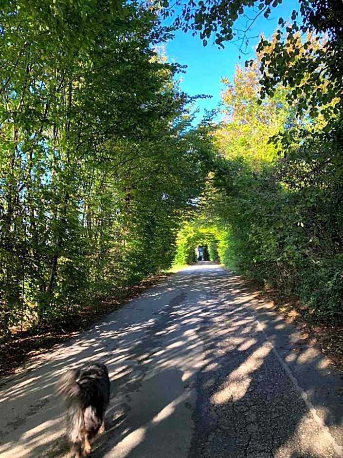 B&B COL DE LE MOLE - DOLOMITI BELLUNESI