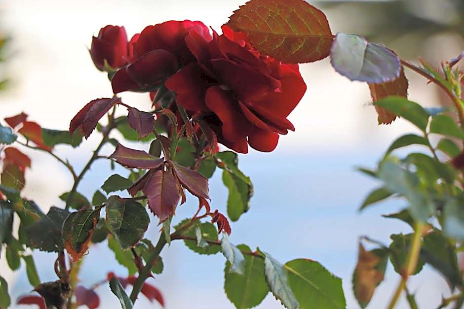 Hotel Pansion Villa Antonio