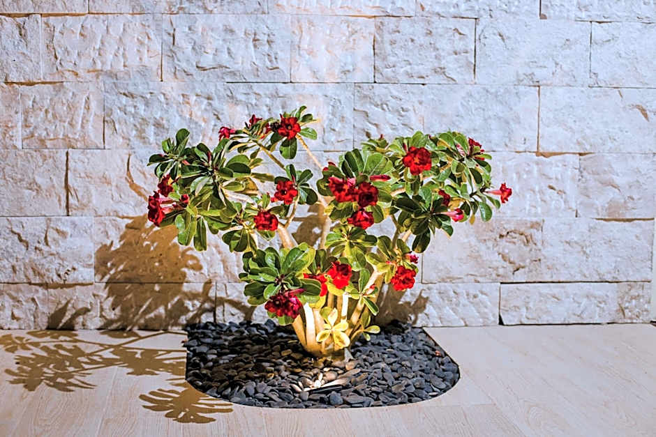 Hotel & Suites Country Valladolid