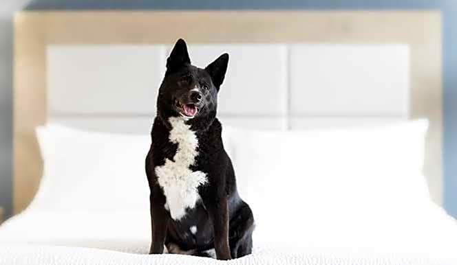 The Simon Hotel Sydney