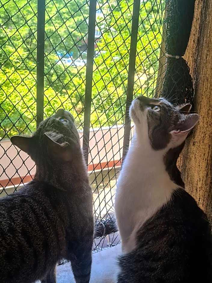 Sweet Home & Sweet Cats & Fast internet