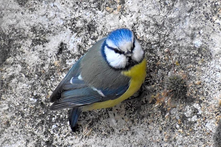 la fontaine aux oiseaux