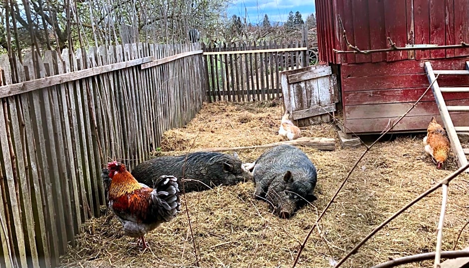 Bed & Breakfast Chez Lips