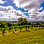 Cedia at Byron Bay Hinterland