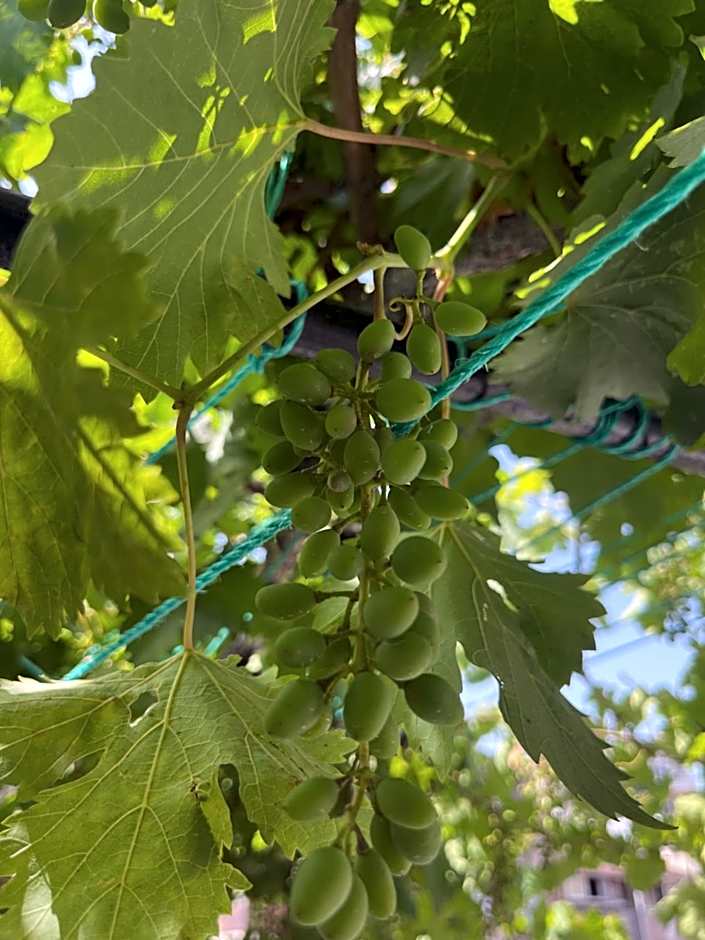 Taksim Neo Pera Suites