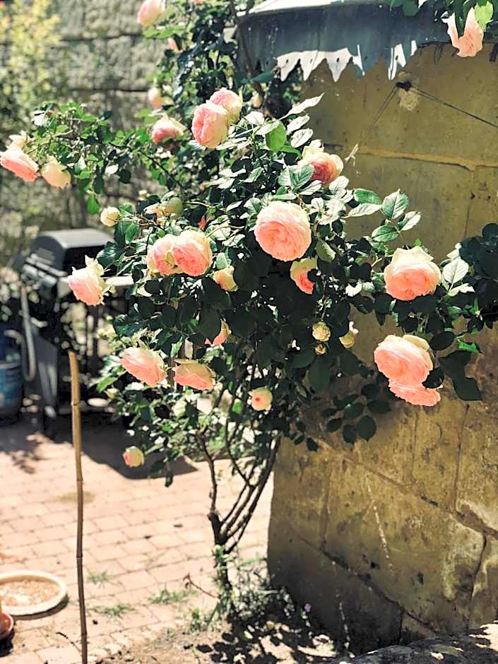A la Fleur de Lys