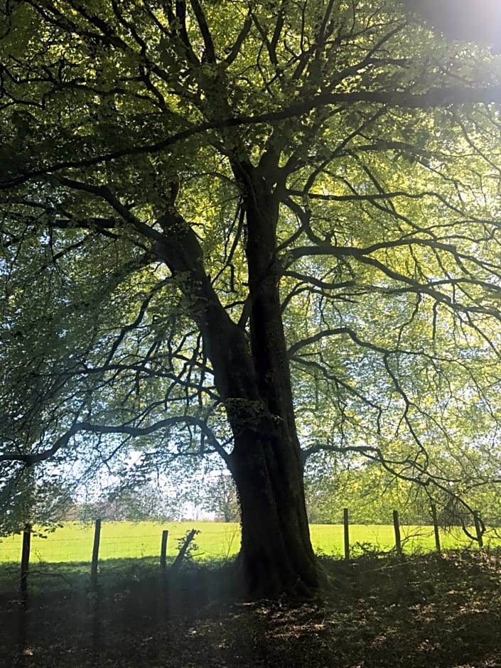 Henllys Estate B and B