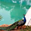 Paradis Nomade
